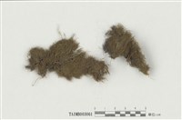 藏品(薄羅苔屬)的圖片